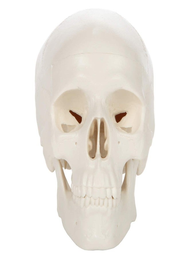 Axis Scientific Miniature Human Skull Model, 3.5" Tall 3-Part Anatomical Mini Human Skull Model with Removable Skull Cap and Moving Jaw, Realistic Skull Anatomy Model Includes Detailed Product Manual, Axis Scientific - Image 5